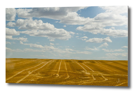 Montana Fields
