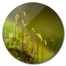 green moss close-up