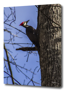Red-headed Woodpecker in the Sunlight