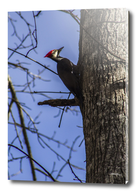 Red-headed Woodpecker in the Sunlight