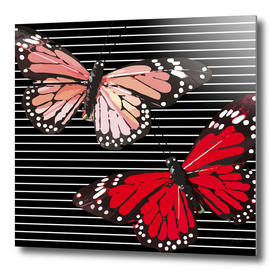 Butterflies Black White Stripes