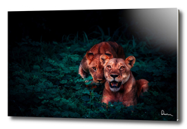 lions cubs pair jungle nature
