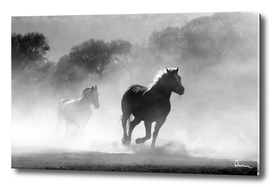 horse herd dust nature wild