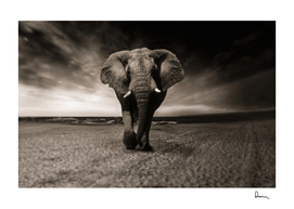 elephant animal africa safari