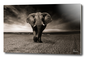 elephant animal africa safari