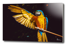 ara parrot yellow macaw bird