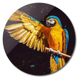 ara parrot yellow macaw bird