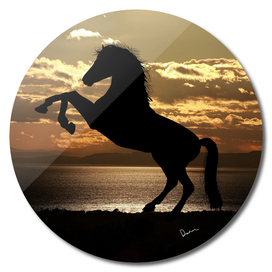 horse sunset sea horses animal
