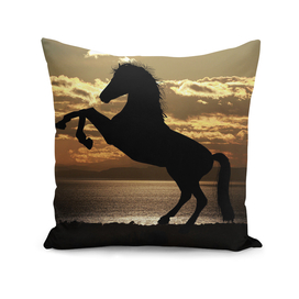 horse sunset sea horses animal