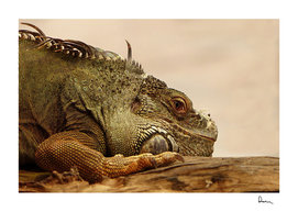 animal reptile lizard iguana