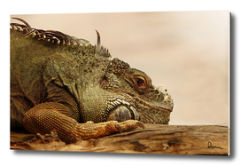 animal reptile lizard iguana