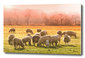 animal sheep flock of sheep meadow