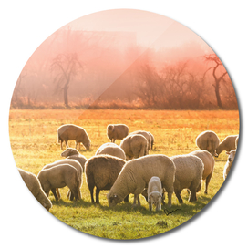 animal sheep flock of sheep meadow