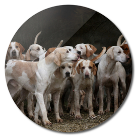 dog herd canine animal pet hounds