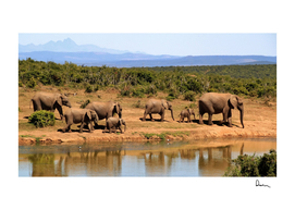 elephant herd of elephants