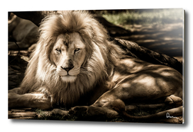 mammal lion animal portrait