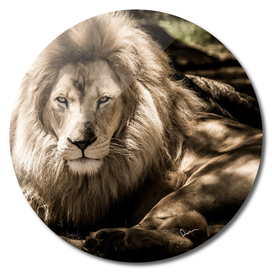 mammal lion animal portrait