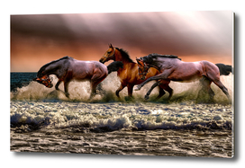 animal horses fauna nature cavalry