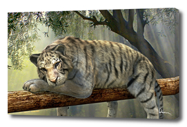 tiger animal jungle rainforest