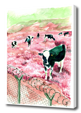 Cows behind the barbed wire