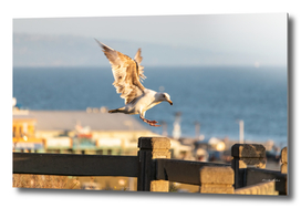 Seagull with Open Wings about to land on a fence