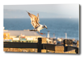 Seagull with Open Wings about to land on a fence