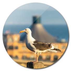 Side View of Seagull sitting on a post