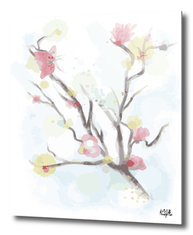 Cherry blossom sakura