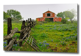 Bluebonnets and Barn