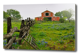 Bluebonnets and Barn