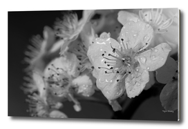 Blossoms - Black & White