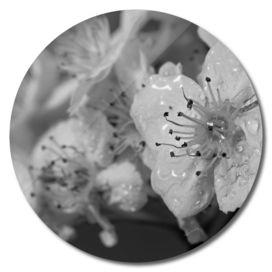 Blossoms - Black & White