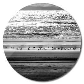 Shoreline Plovers