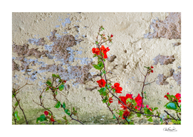 Red Flowers Over Damaged Wall