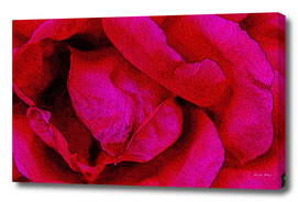 Painting of Blossoming Red Rose Petals