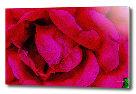 Painting of Blossoming Red Rose Petals