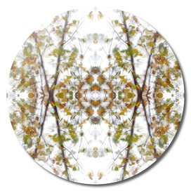 Birch tree fall kaleidoscope