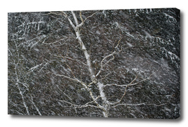 Birch tree shaking in a snow storm