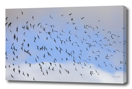 A flock of jackdaws soaring through a blue sky