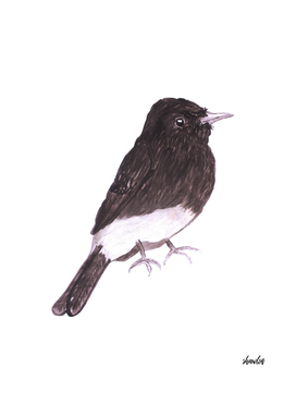 Black phoebe or Sayornis nigricans bird