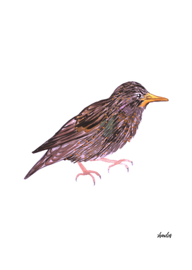 Common starling or European starling bird