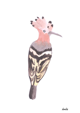 Hoopoe or Upupa epops bird