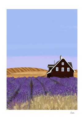 lavender fields 1