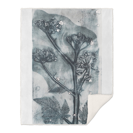 Botanical plants and flowers print, cow parsley