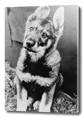 Vintage retro picture of a home dog