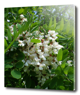 Robinia white tree inflorescence