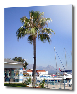 The territory of the yacht club Kemer with a palm and lawn