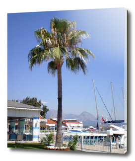 The territory of the yacht club Kemer with a palm and lawn