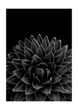 Black Agave Chic #1 #succulent #decor #art