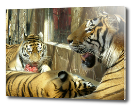 Family that dines tigers in the zoo meat